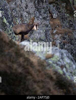 Rupicapra è un genere di antilope della capra denominato il camosci. Appartengono alla famiglia bovina dei mammiferi ungulati, i Bovidi. Parco Nazionale Retezat Selvaggio. Foto Stock