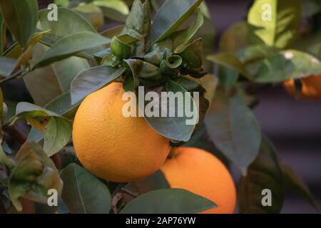 Albero di frutta arancione in un giardino di casa. Foto Stock