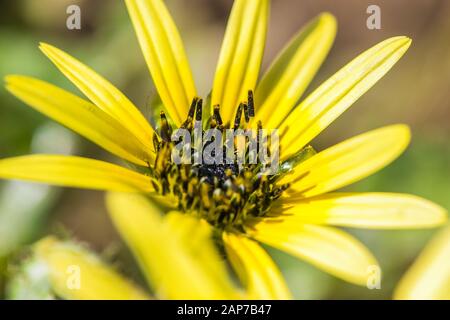Un fiore giallo, close up Foto Stock