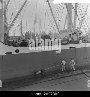 Incendio a bordo del Badagiy Palm nel Waalhaven a Rotterdam Data: Marzo 28, 1961 Location: Rotterdam, South-Holland Parole chiave: incendi nome personale: Badagiy Palm Foto Stock