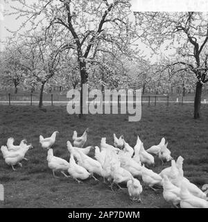 Fioritura fiorisce in Betuwe Data: 11 aprile 1961 Luogo: Betuwe Foto Stock