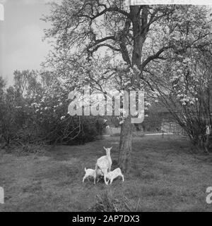 Fioritura fiorisce in Betuwe Data: 11 aprile 1961 Luogo: Betuwe Foto Stock