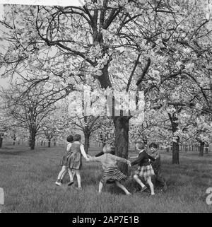 Fioritura fiorisce in Betuwe Data: 11 aprile 1961 Luogo: Betuwe Foto Stock
