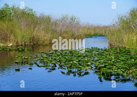 Piante di acqua verde e sawgrass sulla palude in Everglades, Florida, U.S.A. Foto Stock