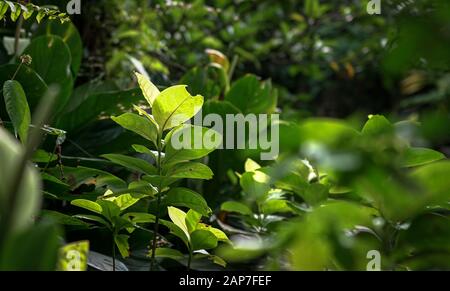 Foresta tropicale con foglie verdi lussureggianti. Spazio di copia. Foto Stock