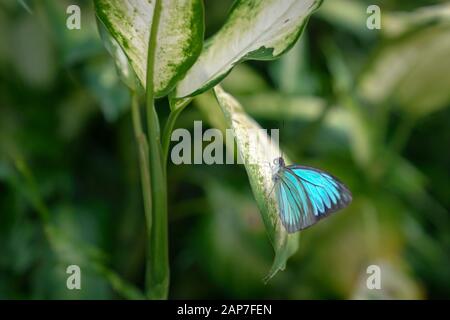 Farfalla Morph blu resing su una foglia verde. Sfondo natura. Spazio di copia. Foto Stock