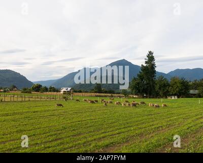 Pecore al pascolo nei campi di Los Rios Regione, Valdivia zona, nel sud del Cile, Araucania Paesi andini. Foto Stock