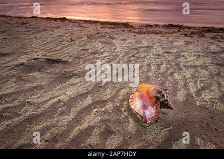 Conch Shell Si È Lavata A Terra Sulla Bellissima Sandy Beach, Grand Cayman Island Foto Stock