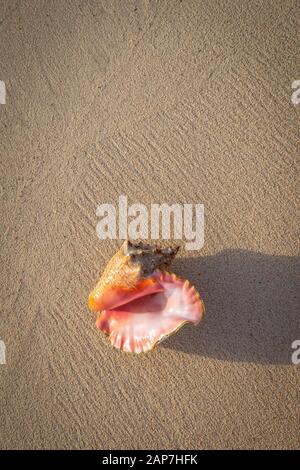 Conch Shell Si È Lavata A Terra Sulla Bellissima Sandy Beach, Grand Cayman Island Foto Stock