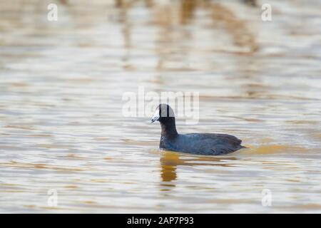 American Coot (Fulica Americana) Nel Blackwater National Wildlife Refuge. Maryland. STATI UNITI Foto Stock