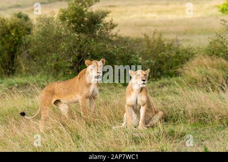 Una donna contesa da doppio orgoglio di croce camminando nelle pianure di. Africa all'interno della Riserva Nazionale Masai Mara durante un safari di fauna selvatica Foto Stock