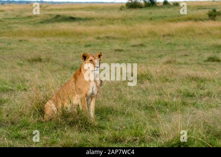 Una donna contesa da doppio orgoglio di croce camminando nelle pianure di. Africa all'interno della Riserva Nazionale Masai Mara durante un safari di fauna selvatica Foto Stock