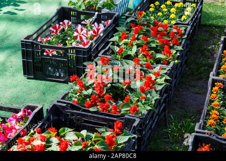 Piantine di fiori di petunia colorata e altri fiori in scatole nere stanno a terra per l'invasatura. Vaso primaverile, natura, decorazione interna Foto Stock