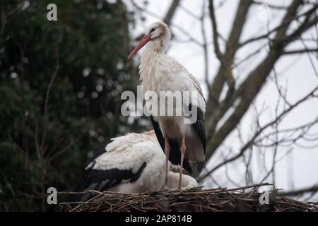 Berna, Germania. 21st Gen 2020. Due cicogne si trovano su un nido. Un numero insolitamente elevato di cicogne trascorre l'inverno nella bassa Sassonia settentrionale invece di volare a sud. Credito: Sina Schuldt/Dpa/Alamy Live News Foto Stock