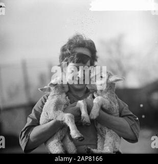 I primi agnelli nati a Muiden Data: 19 febbraio 1965 luogo: Muiden Foto Stock