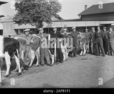 Commissione Moc Hilversum Le Grand Op Abattoir Utrecht Data: 13 Settembre 1949 Luogo: Hilversum, Utrecht Parole Chiave: Mattatoi, Commissioni Foto Stock