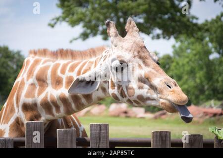 Giraffe si attacca lungo blu lingua testa scatto closeup ritratto. Foto Stock