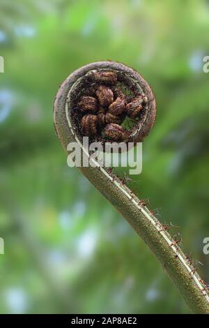 Dettaglio primo piano di un nuovo fern frond srotolando le sue foglie Foto Stock