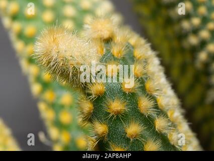 Chiudi la foto di un cactus costoso che si trova su un patio posteriore. Foto Stock