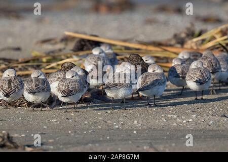 Il piccolo gregge di sanderlings che si nascondono dalla tempestosa ala dietro il mucchio d'erba sulla spiaggia di sabbia, Foto Stock