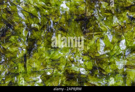 Macro immagine di un foglio di alghe secche Foto Stock