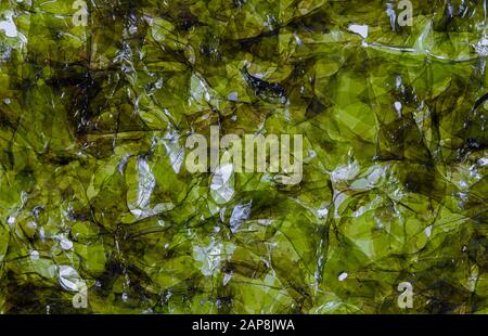 Macro immagine di un foglio di alghe secche Foto Stock
