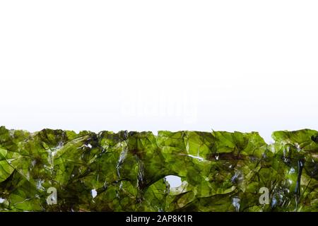 Macro immagine del bordo un foglio di alghe secche su sfondo bianco Foto Stock