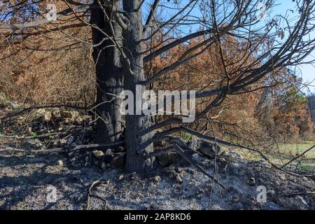 Alberi bruciati. Conseguenze degli incendi boschivi. Disastri naturali. Foto Stock