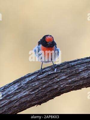 Robin (Petroica Goodenovii), Parco Nazionale Ikara-Flinders Ranges, Australia Meridionale, Australia Foto Stock