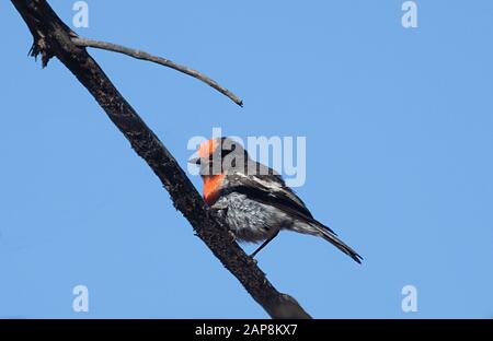 Robin (Petroica Goodenovii) Red-capped arroccato su una filiale, Ikara-Flinders Ranges National Park, Australia Meridionale, Australia Foto Stock