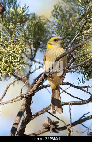 Honeyeater grigio (Lichenostomus plumulus) appollaiato su una diramazione, Flinders Ranges National Park, South Australia, Australia Foto Stock