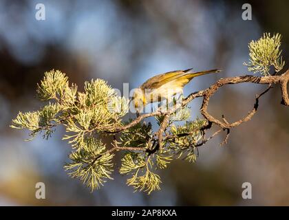 Honeyeater Grigio-Fronted (Lichenostomus Plumulus) Foraging, Flinders Ranges National Park, South Australia, Australia Foto Stock
