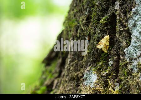 Sallow owlet falena che riposa su un tronco di albero Foto Stock