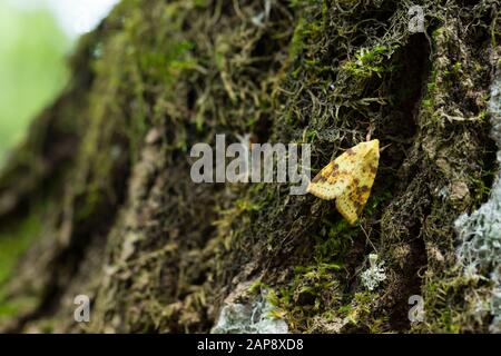 Sallow owlet falena che riposa su un tronco di albero Foto Stock