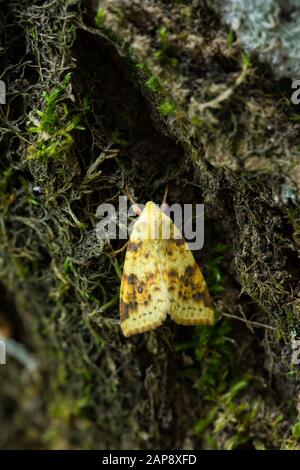 Sallow owlet falena che riposa su un tronco di albero Foto Stock