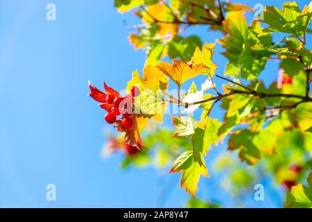 Il brunch di Guelder Rose su uno sfondo azzurro cielo Foto Stock