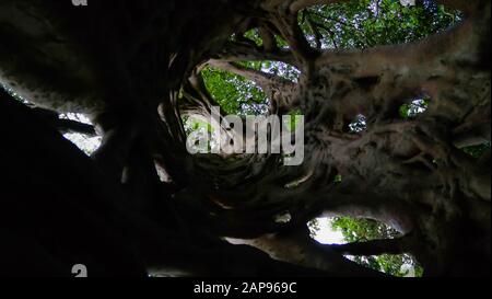 La Liana che ha coperto il tronco del ficus fino alla sua morte in Fiema Boabeng Monkey santuario di Techiman il, Ghana Foto Stock