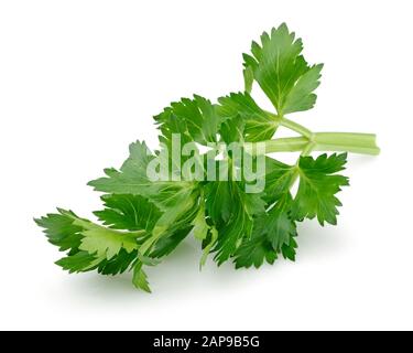 Fresche Foglie di sedano isolati su sfondo bianco Foto Stock