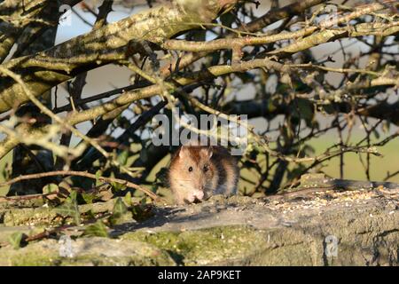 Ratto marrone Rathus novegiaus mangiare semi di cibo di uccello lasciato su un muro Foto Stock
