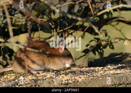 Ratto marrone Rathus novegiaus mangiare semi di cibo di uccello lasciato su un muro Foto Stock
