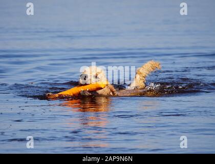Barboncino Standard nuoto su cane rescue service training dell'acqua. Giocare con un recupero arancione giocattolo in un lago su una soleggiata giornata estiva in Finlandia. Foto Stock