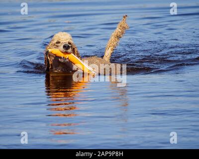 Barboncino Standard nuoto su cane rescue service training dell'acqua. Giocare con un recupero arancione giocattolo in un lago su una soleggiata giornata estiva in Finlandia. Foto Stock