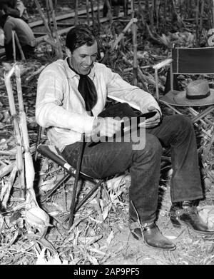 Gary COOPER in set location candid in Cornfield vicino a Tucson Arizona durante le riprese DEL REGISTA WESTERNER 1940 WILLIAM WYLER The Samuel Goldwyn Company / United Artists Foto Stock