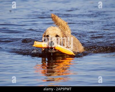 Barboncino Standard nuoto su cane rescue service training dell'acqua. Giocare con un recupero arancione giocattolo in un lago su una soleggiata giornata estiva in Finlandia. Foto Stock