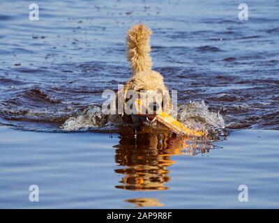 Barboncino Standard nuoto su cane rescue service training dell'acqua. Giocare con un recupero arancione giocattolo in un lago su una soleggiata giornata estiva in Finlandia. Foto Stock