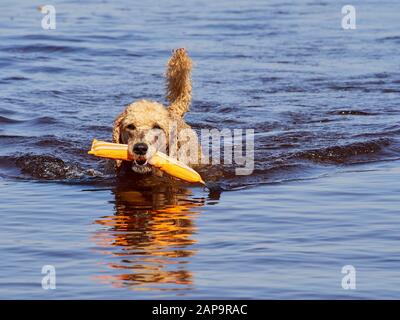 Barboncino Standard nuoto su cane rescue service training dell'acqua. Giocare con un recupero arancione giocattolo in un lago su una soleggiata giornata estiva in Finlandia. Foto Stock