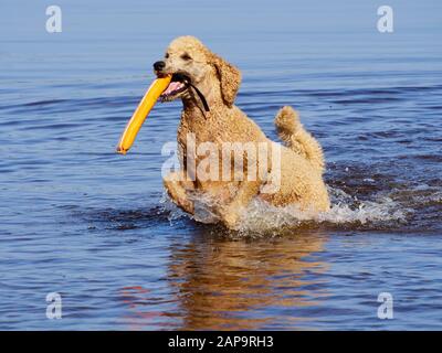 Barboncino Standard nuoto su cane rescue service training dell'acqua. Giocare con un recupero arancione giocattolo in un lago su una soleggiata giornata estiva in Finlandia. Foto Stock