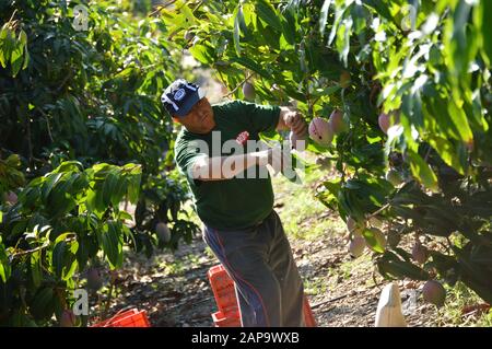 Lavoratore agricolo che raccoglie frutto di mango in una piantagione Foto Stock