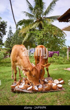 Due giovani mucche mangiano conchiglie di cocco che si asciugano su un cortile, Tangalle, Sri Lanka. Foto Stock