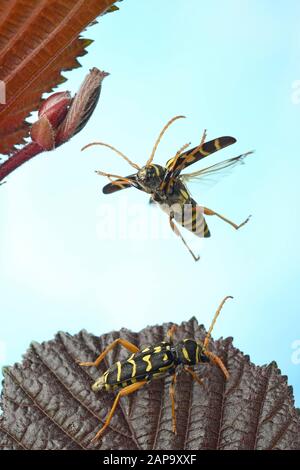 WASP Beetle (Clytus arietis), in volo su foglia di un comune nocciolo (Corylus avellana) Germania Foto Stock